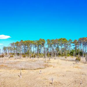 Photo #49 of Off Bay Tree Beach Rd, Seaford, VA 185.0 acres