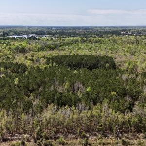 Photo #21 of Off Saxon Avenue, Lumberton, NC 76.7 acres