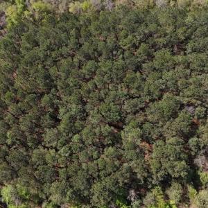 Photo #26 of Off Saxon Avenue, Lumberton, NC 76.7 acres