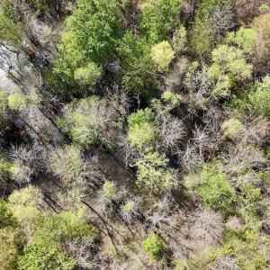 Photo #27 of Off Saxon Avenue, Lumberton, NC 76.7 acres