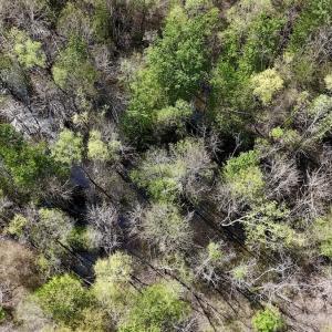 Photo #28 of Off Saxon Avenue, Lumberton, NC 76.7 acres