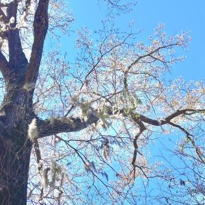 Photo #30 of Off Saxon Avenue, Lumberton, NC 76.7 acres