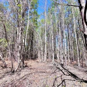 Photo #38 of Off Saxon Avenue, Lumberton, NC 76.7 acres