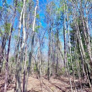 Photo #35 of Off Saxon Avenue, Lumberton, NC 76.7 acres