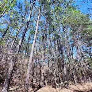 Photo #41 of Off Saxon Avenue, Lumberton, NC 76.7 acres