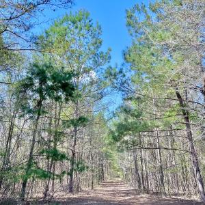 Photo #42 of Off Saxon Avenue, Lumberton, NC 76.7 acres