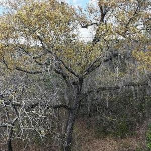 Photo #43 of Off Saxon Avenue, Lumberton, NC 76.7 acres
