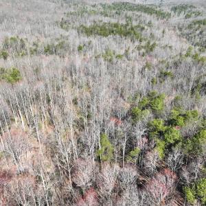 Photo #16 of Off Pole Bridge Road, Stuart , VA 41.2 acres