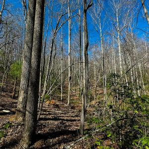 Photo #17 of Off Pole Bridge Road, Stuart , VA 41.2 acres
