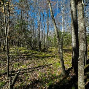 Photo #20 of Off Pole Bridge Road, Stuart , VA 41.2 acres