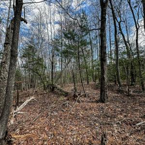 Photo #29 of Off Pole Bridge Road, Stuart , VA 41.2 acres