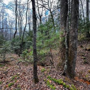 Photo #32 of Off Pole Bridge Road, Stuart , VA 41.2 acres