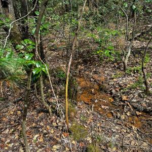 Photo #33 of Off Pole Bridge Road, Stuart , VA 41.2 acres