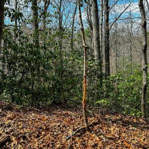 Photo #6 of Off Pole Bridge Road, Stuart , VA 41.2 acres