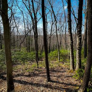 Photo #11 of Off of Blueberry Lane, Stuart, VA 48.1 acres