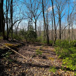 Photo #12 of Off of Blueberry Lane, Stuart, VA 48.1 acres