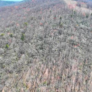 Photo #13 of Off of Blueberry Lane, Stuart, VA 48.1 acres