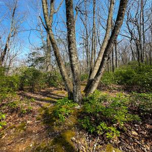 Photo #15 of Off of Blueberry Lane, Stuart, VA 48.1 acres