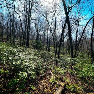 Photo #16 of Off of Blueberry Lane, Stuart, VA 48.1 acres