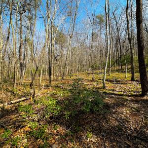 Photo #20 of Off of Blueberry Lane, Stuart, VA 48.1 acres
