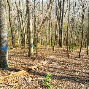 Photo #25 of Off of Blueberry Lane, Stuart, VA 48.1 acres
