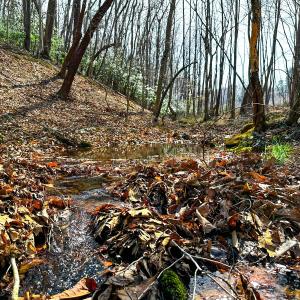Photo #3 of Off of Blueberry Lane, Stuart, VA 48.1 acres
