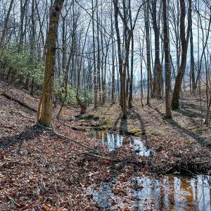 Photo #6 of Off of Blueberry Lane, Stuart, VA 48.1 acres