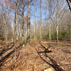 Photo #7 of Off of Blueberry Lane, Stuart, VA 48.1 acres
