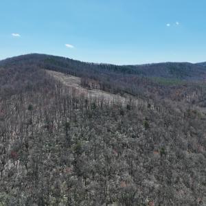 Photo #8 of Off of Blueberry Lane, Stuart, VA 48.1 acres