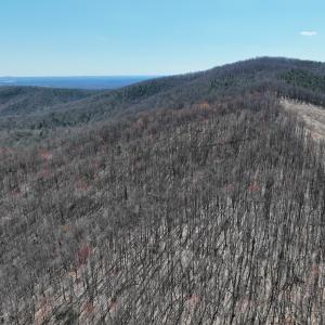 Photo #9 of Off of Blueberry Lane, Stuart, VA 48.1 acres
