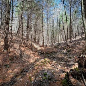 Photo #11 of Off of Willard Creek Lane, Stuart, VA 180.0 acres
