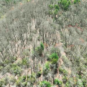 Photo #12 of Off of Willard Creek Lane, Stuart, VA 180.0 acres