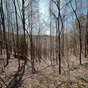 Photo #14 of Off of Willard Creek Lane, Stuart, VA 180.0 acres