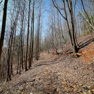 Photo #15 of Off of Willard Creek Lane, Stuart, VA 180.0 acres