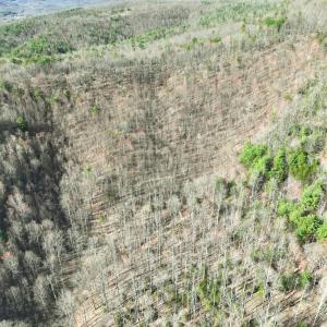 Photo #21 of Off of Willard Creek Lane, Stuart, VA 180.0 acres