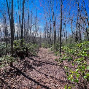 Photo #25 of Off of Willard Creek Lane, Stuart, VA 180.0 acres