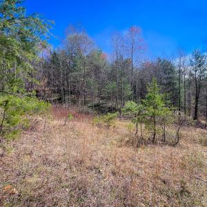 Photo #30 of Off of Willard Creek Lane, Stuart, VA 180.0 acres