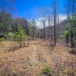 Photo #31 of Off of Willard Creek Lane, Stuart, VA 180.0 acres