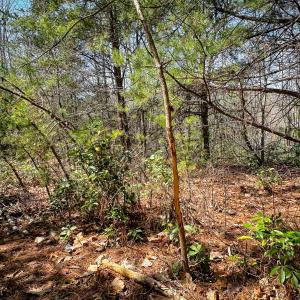 Photo #34 of Off of Willard Creek Lane, Stuart, VA 180.0 acres