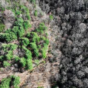 Photo #35 of Off of Willard Creek Lane, Stuart, VA 180.0 acres