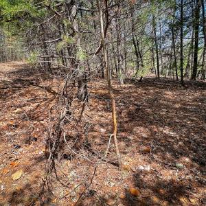 Photo #39 of Off of Willard Creek Lane, Stuart, VA 180.0 acres