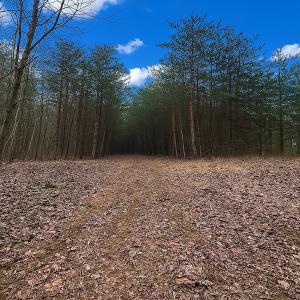 Photo #40 of Off of Willard Creek Lane, Stuart, VA 180.0 acres