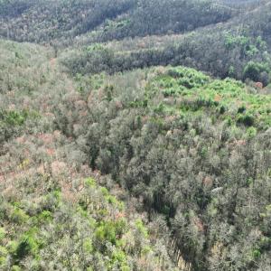Photo #8 of Off of Willard Creek Lane, Stuart, VA 180.0 acres
