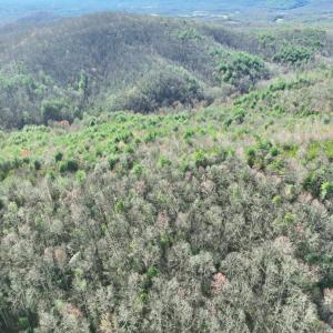 Photo #9 of Off of Willard Creek Lane, Stuart, VA 180.0 acres