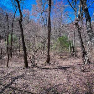Photo #43 of Off of Willard Creek Lane, Stuart, VA 180.0 acres