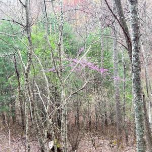 Photo #45 of Off of Willard Creek Lane, Stuart, VA 180.0 acres