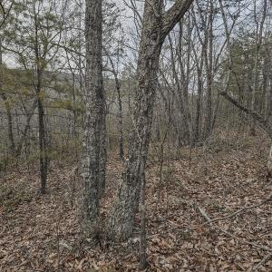 Photo #6 of Off Craig Woods Rd, New Castle, VA 2.8 acres
