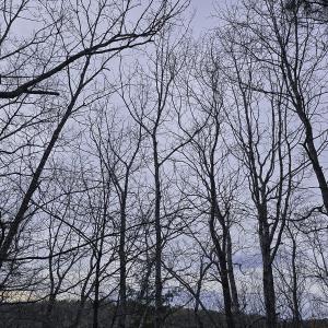 Photo #8 of Off Craig Woods Rd, New Castle, VA 2.8 acres