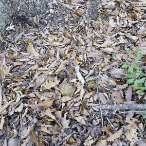 Photo #10 of Off Craig Woods Rd, New Castle, VA 2.8 acres