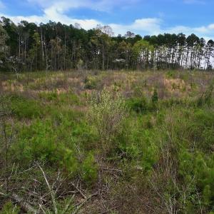 Photo #17 of Off Kelly Plantation Road, Carthage, NC 5.8 acres